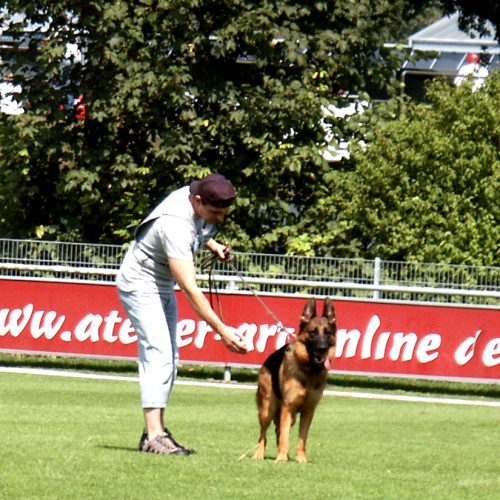 Ulm German Shepherd Dog Show 2009
