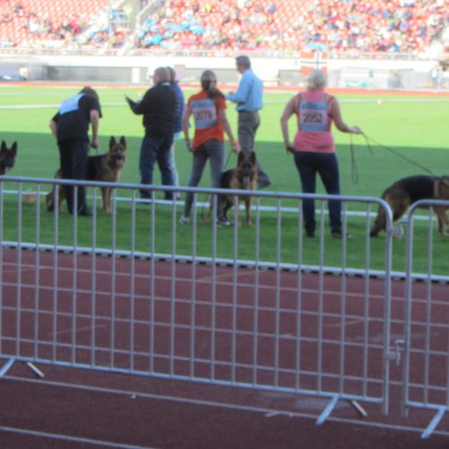 German Shepherd training