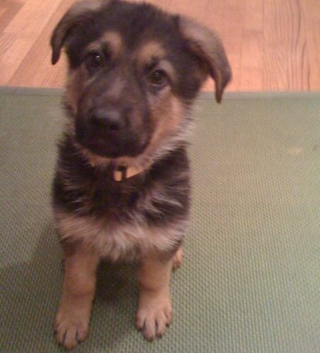 Daggi Pup 5