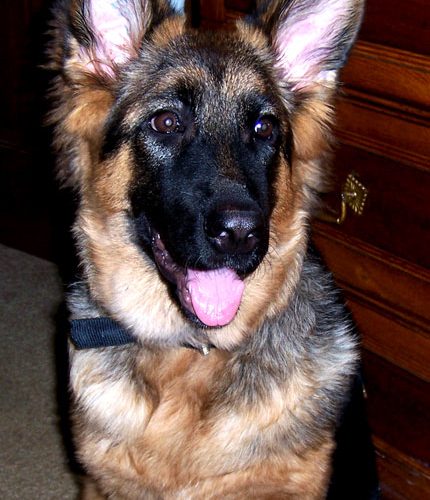 Fee's Pups 5