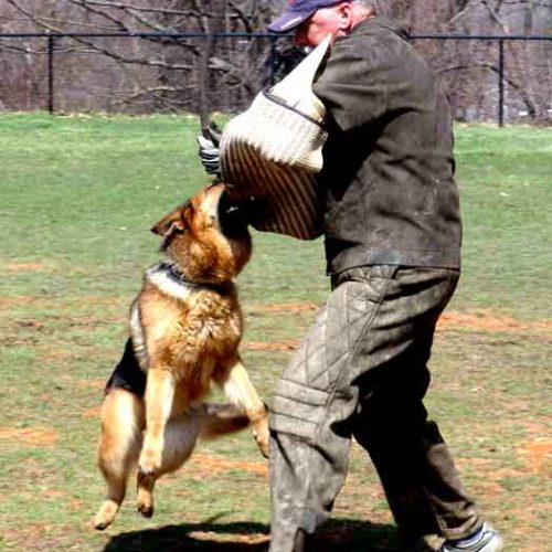 Sieger German Shepherd Dog Show 2011