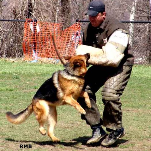 Sieger Dog Show