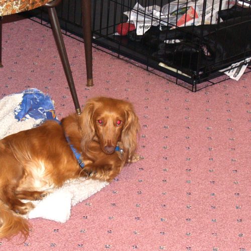 Keir Pups 4