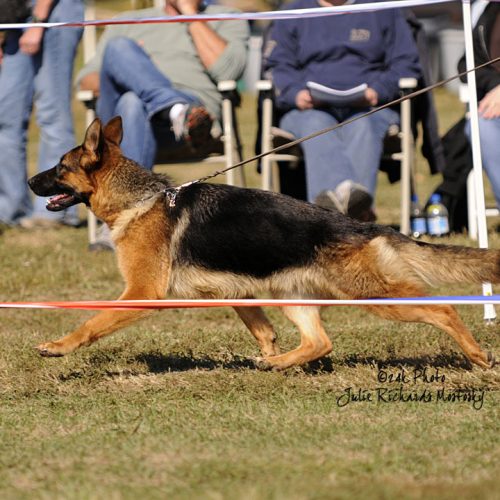 Isolda German Shepherd Sieger Show 2008 68