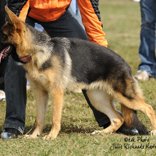 Jax German Shepherd Sieger Show, Kentucky 2008