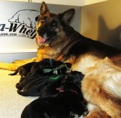 Magies Male Pup