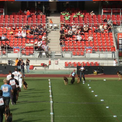 Nurnberg German Shepherd Dog Show 2011