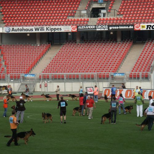 Nurnberg German Shepherd Dog Show 2011