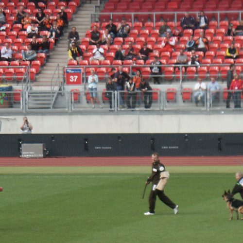 Nurnberg German Shepherd Dog Show 2011