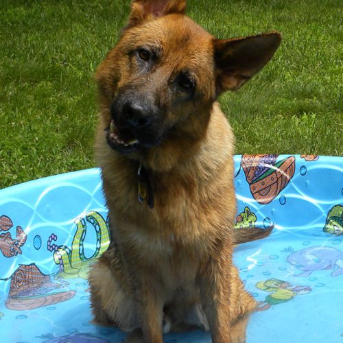 Fee's Pups 8
