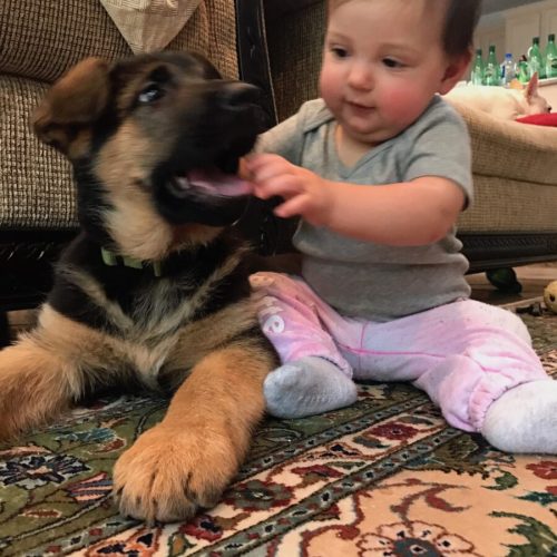Puppies with Families 31