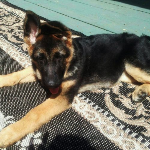 Gina's Pups 7