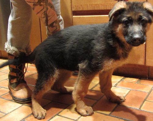 Ulena's Pups 4