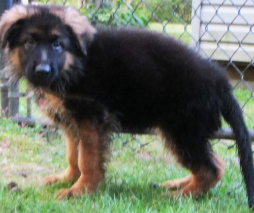 Quessa Pups 2
