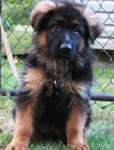 Quessa Pups 3