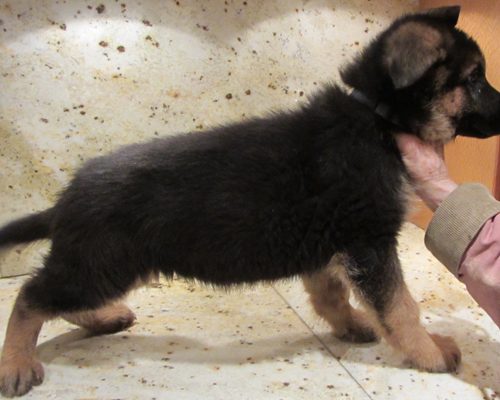 Ulena's Pups 5
