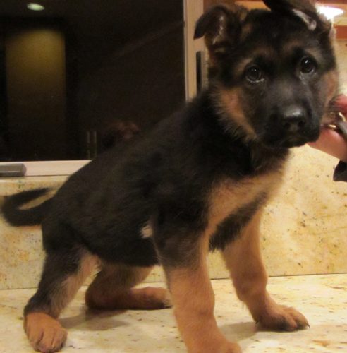Ulena's Pups 5